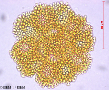 ISEM 1/Ceratostigma_willmottianum_27865/Ceratostigma_willmottianum_27865_0001(copy)_thumb.jpg